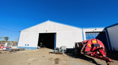 Espaço Comercial em Cabeça Gorda de 845 m²
